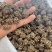 猫爪草自家种植基地常年供应量大价优可视频看货