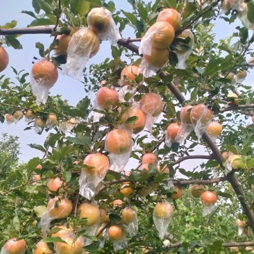 嘎啦苹果大量上市