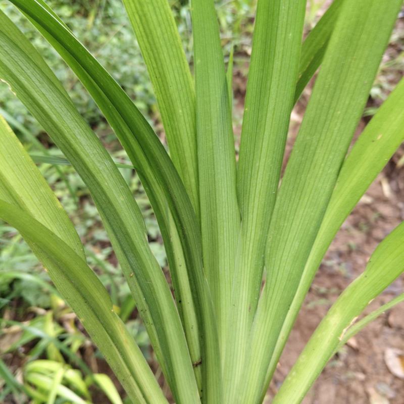 鸢尾现挖现发无病虫害免费送货