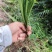 鸢尾现挖现发无病虫害免费送货