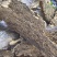 菜籽饼油渣【鲁源油脂厂家直销】养殖种植专用