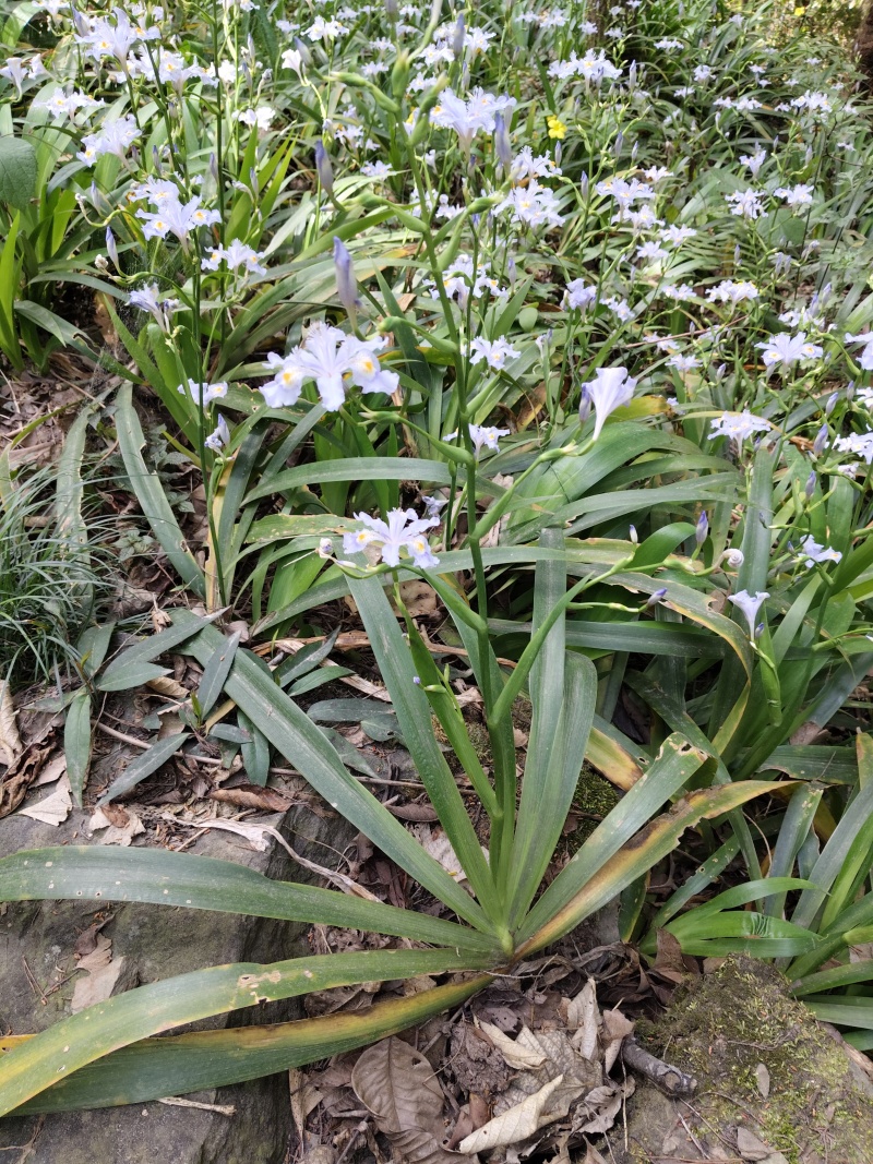 鸢尾现挖现发无病虫害免费送货