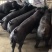 国寿黑母猪黑母猪种猪种母猪种公猪母猪公猪