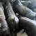 国寿黑母猪黑母猪种猪种母猪种公猪母猪公猪