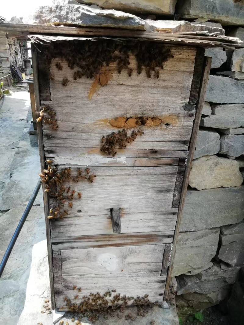 农家正宗土蜂蜜，一年只取一次蜜