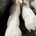 大白母猪母猪种猪场二元母猪长白母猪种母猪