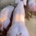 大白母猪母猪种猪场二元母猪长白母猪种母猪