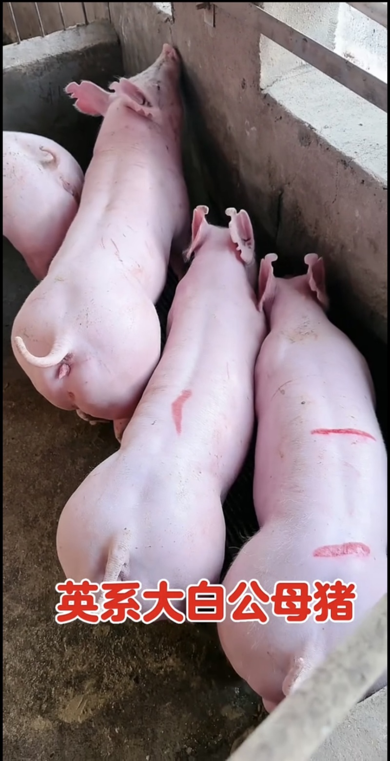大白母猪母猪种猪场二元母猪长白母猪种母猪
