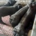 国寿黑母猪黑母猪种猪种母猪种公猪母猪公猪