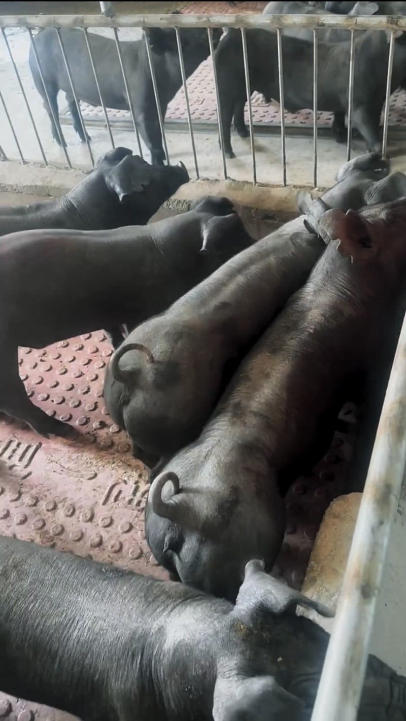 国寿黑母猪黑母猪种猪种母猪种公猪母猪公猪