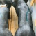 国寿黑母猪黑母猪种猪种母猪种公猪母猪公猪
