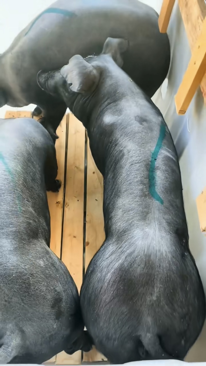 国寿黑母猪黑母猪种猪种母猪种公猪母猪公猪
