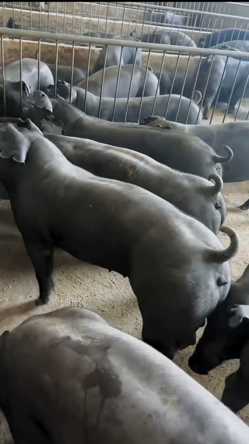 国寿黑母猪黑母猪种猪种母猪种公猪母猪公猪