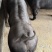 国寿黑母猪黑母猪种猪种母猪种公猪母猪公猪