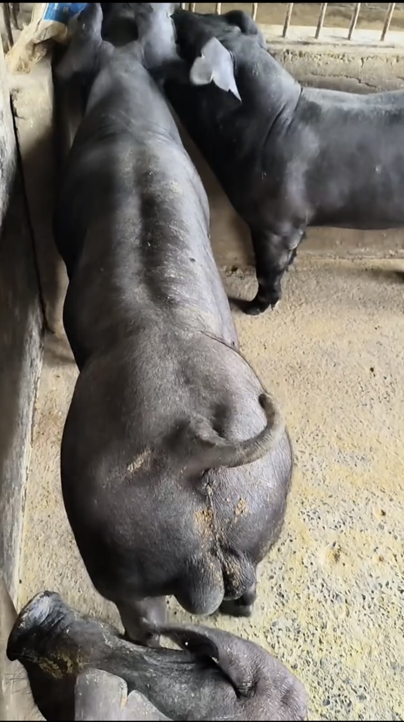 国寿黑母猪黑母猪种猪种母猪种公猪母猪公猪