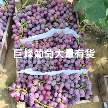 冠县巨峰，货源充足，诚信经营，实力代办！