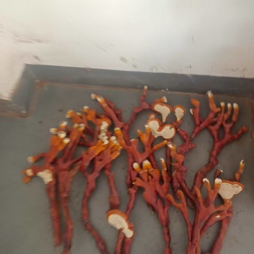 湖南鹿茸菌/精品鹿茸菌/量大从优价格美丽欢迎来电