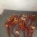 湖南鹿茸菌/精品鹿茸菌/量大从优价格美丽欢迎来电