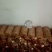 湖南鹿茸菌/精品鹿茸菌/量大从优价格美丽欢迎来电