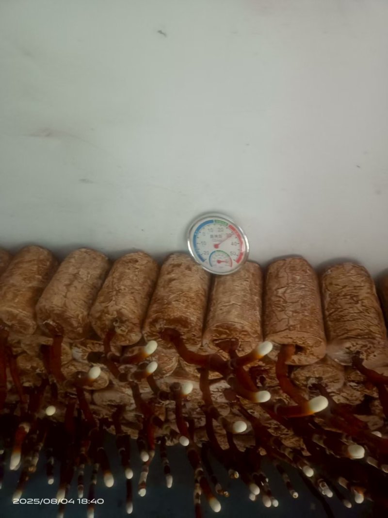 湖南鹿茸菌/精品鹿茸菌/量大从优价格美丽欢迎来电