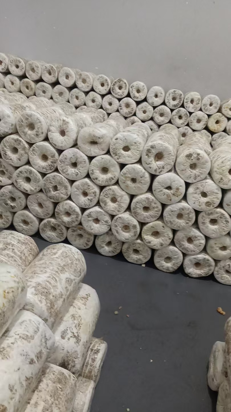 湖南鹿茸菌/精品鹿茸菌/量大从优价格美丽欢迎来电