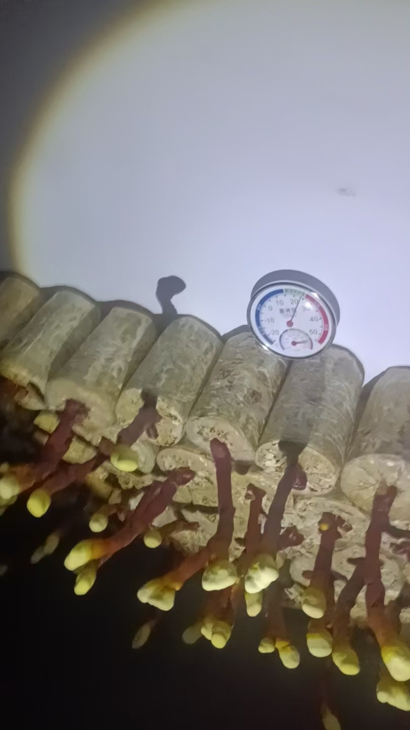 湖南鹿茸菌/精品鹿茸菌/量大从优价格美丽欢迎来电