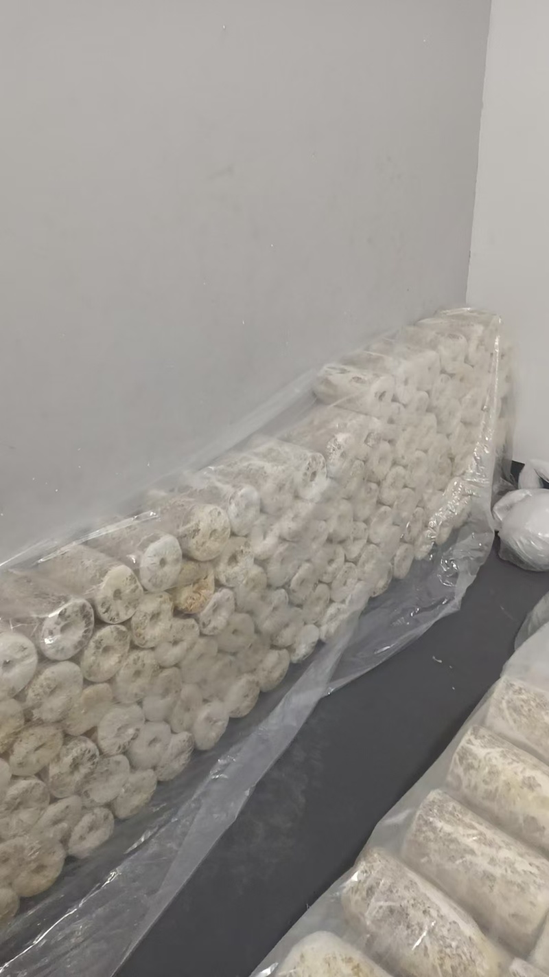 湖南鹿茸菌/精品鹿茸菌/量大从优价格美丽欢迎来电