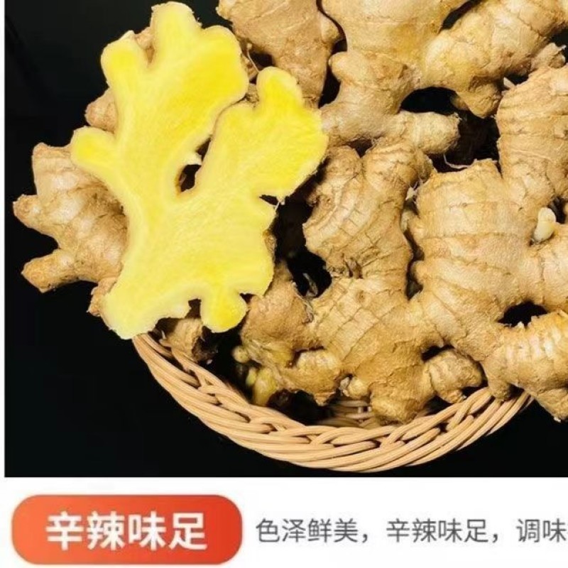 广东梅州农家姜大黄姜土姜