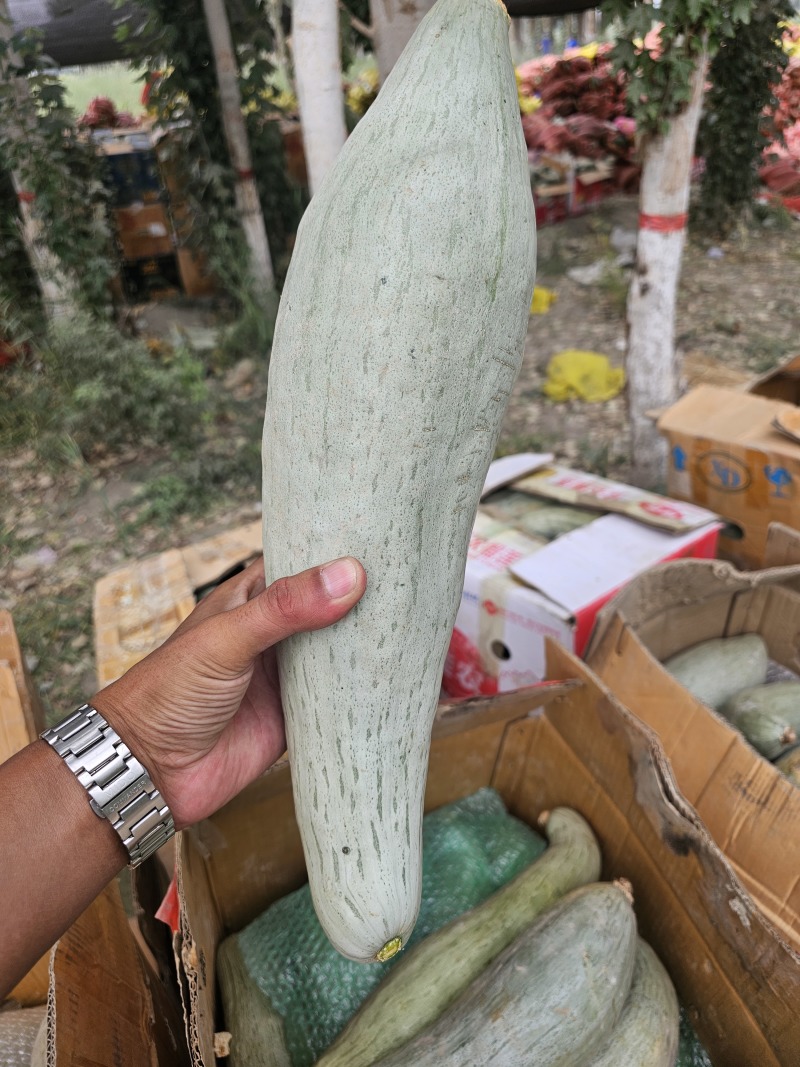 新疆贵族南瓜，南瓜中的爱马仕，口感甜蜜，回味无穷