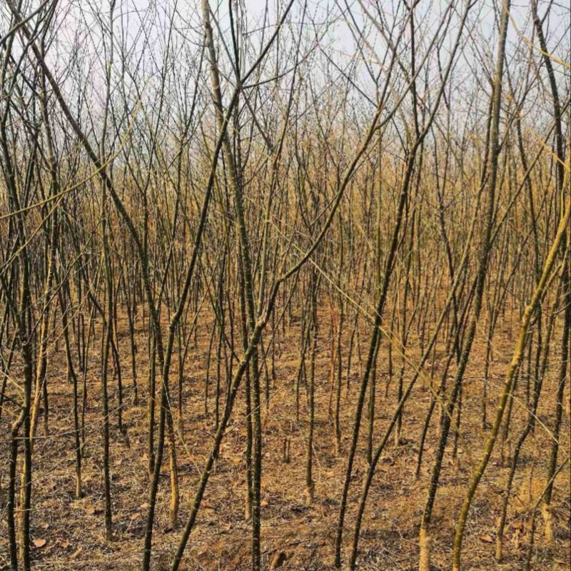 河北槐树国槐2—8厘米，10万棵苗场直供可视频看货