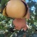 山东梨/丰水梨/秋月梨，一手货产地直发/欢迎来电话咨询