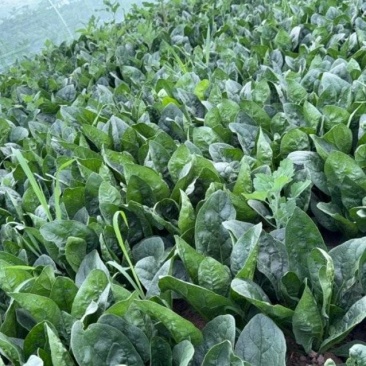 菠菜大叶菠菜内蒙古菠菜口感好价格实惠运输便利欢迎电联