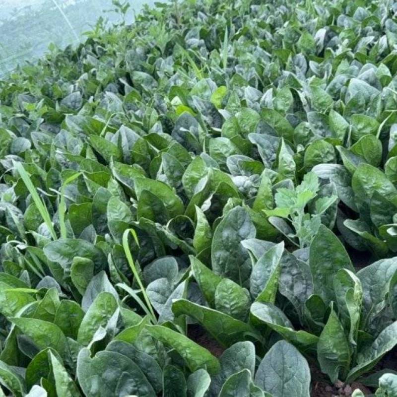 菠菜大叶菠菜内蒙古菠菜口感好价格实惠运输便利欢迎电联