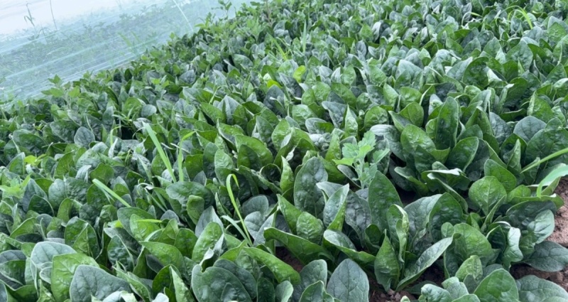 菠菜大叶菠菜内蒙古菠菜口感好价格实惠运输便利欢迎电联