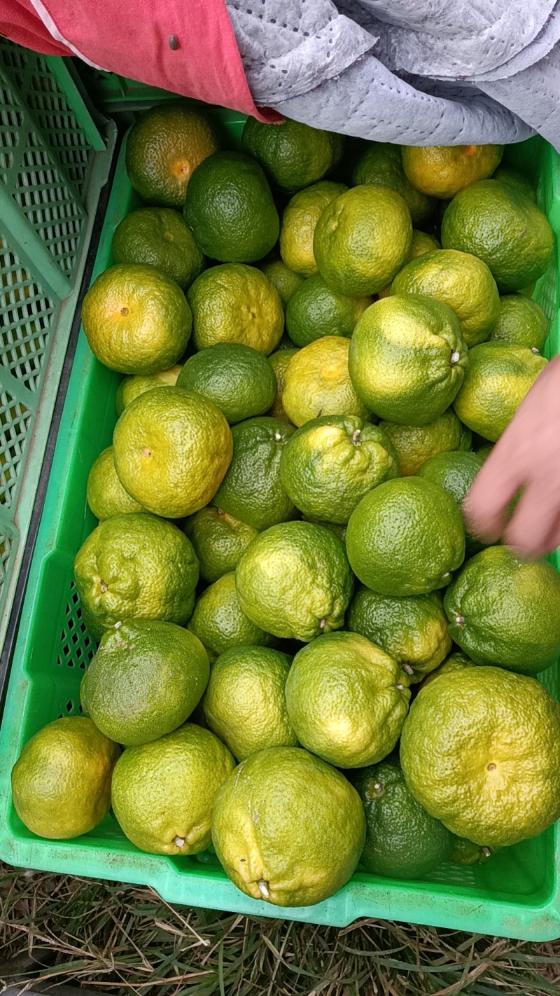 湖北精品蜜橘大量上市需要的老板联系。