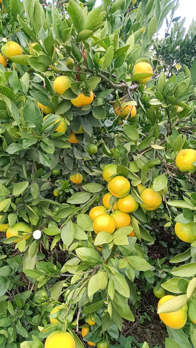 湖北精品蜜橘大量上市需要的老板联系。