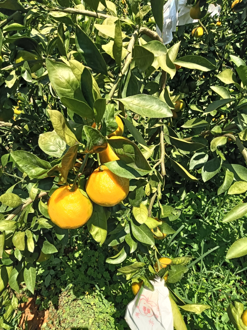 湖北精品蜜橘大量上市需要的老板联系。