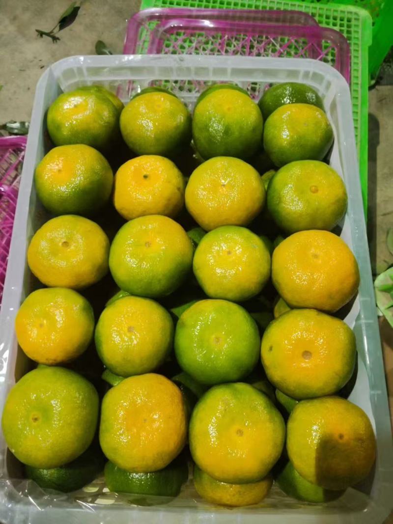 湖北精品橘子，现摘现发
