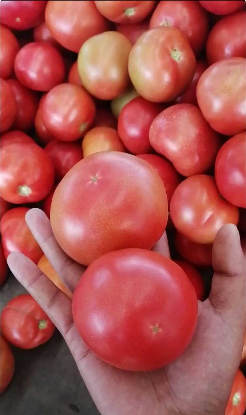 【实力推荐】湖北硬粉西红柿现摘现发大棚种植可对接全国各地