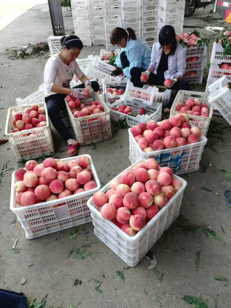 离核秋雪，秋彤，口感超脆超甜大量上市品质保证