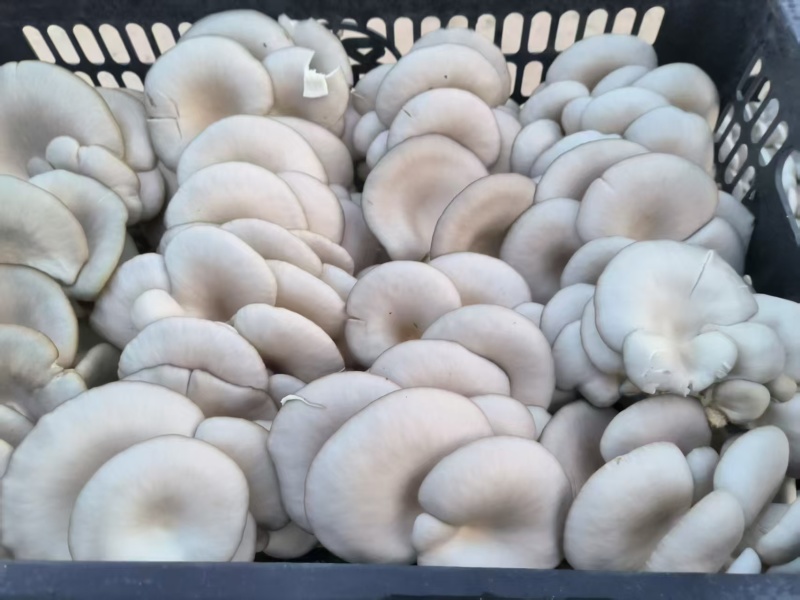 甘肃优质平菇肉厚便宜