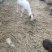 农村散养山羊