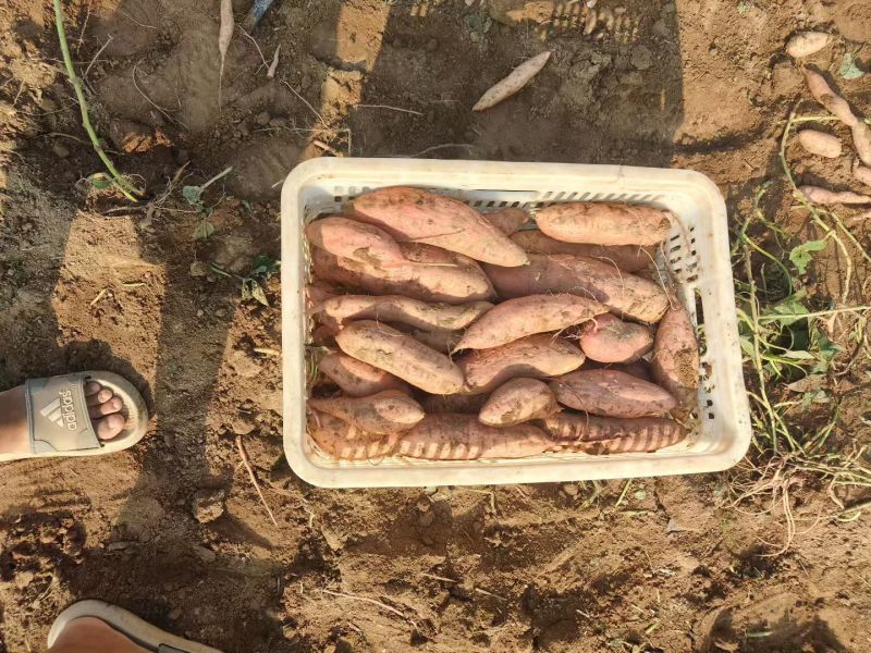 龙薯九红薯，商品薯大量现货当季新货，电商市场均可发货