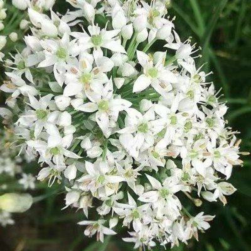 韭花大量上市新鲜精致