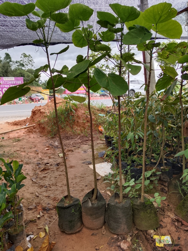 椰柿苗又叫椰蜜苗，营养杯苗带土带叶发货的