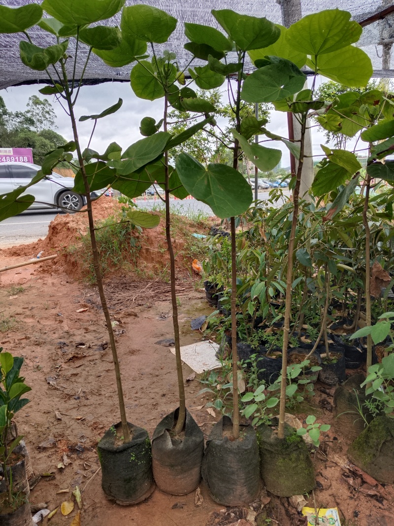 椰柿苗又叫椰蜜苗，营养杯苗带土带叶发货的