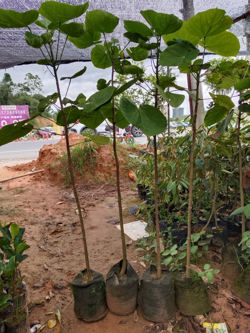 椰柿苗又叫椰蜜苗，营养杯苗带土带叶发货的