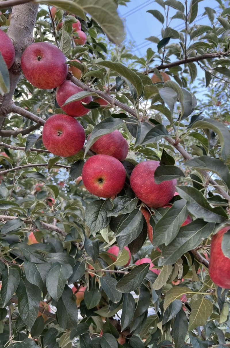 昭通红露苹果