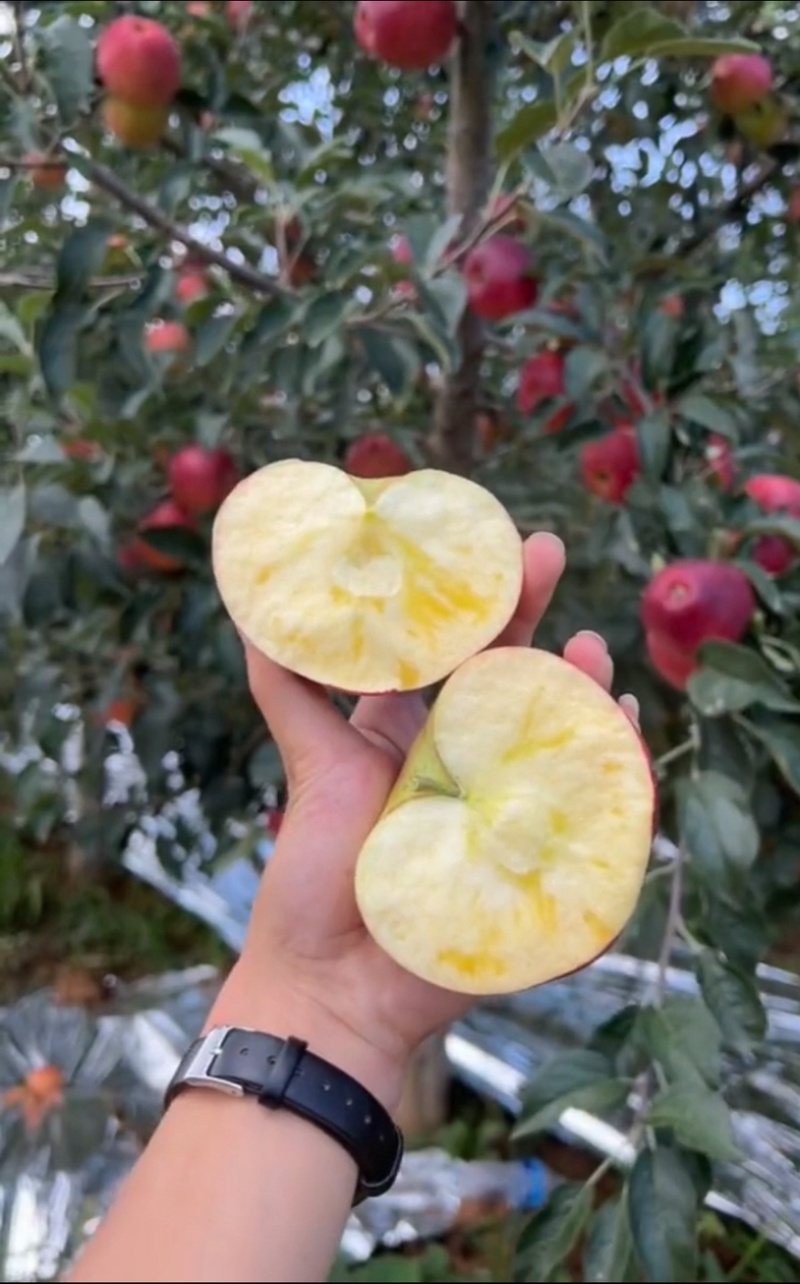 昭通红露苹果
