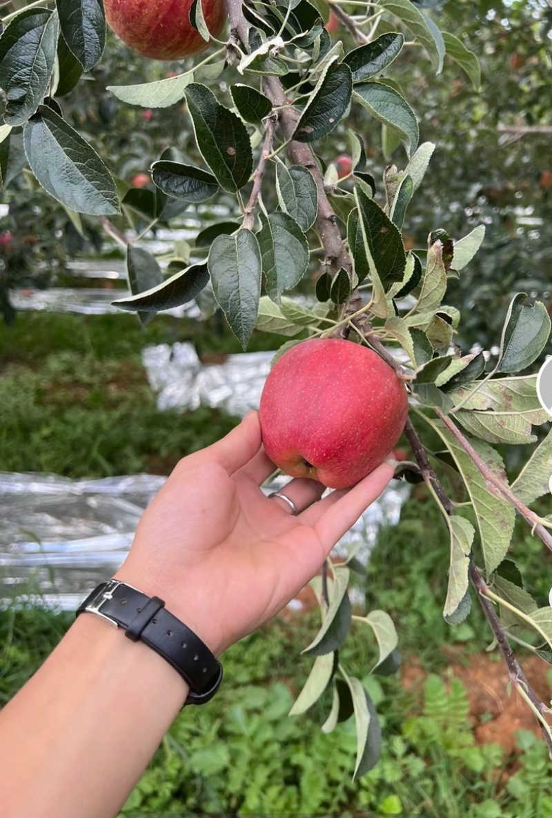昭通红露苹果